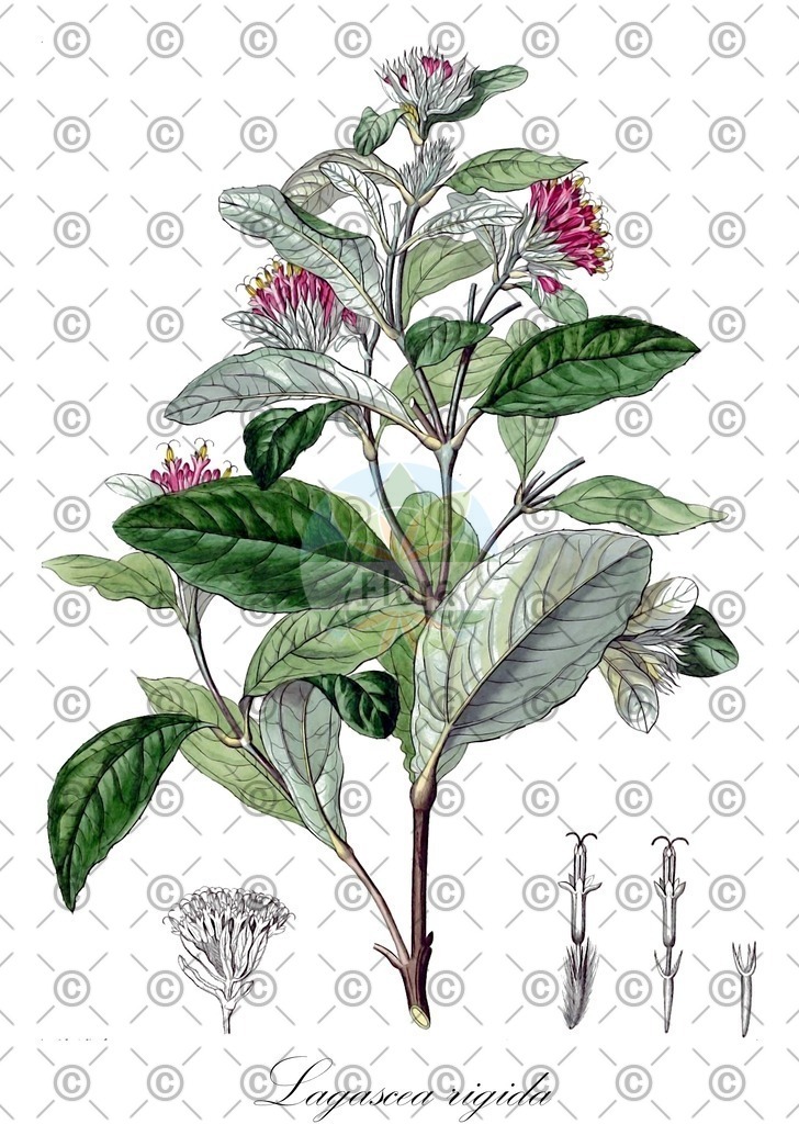 HistAbb_wfo-0000364760_1_ENZY_Simple | Historische Abbildung von Lagascea rigida - Asteraceae | Historical Illustration of Lagascea rigida - Asteraceae