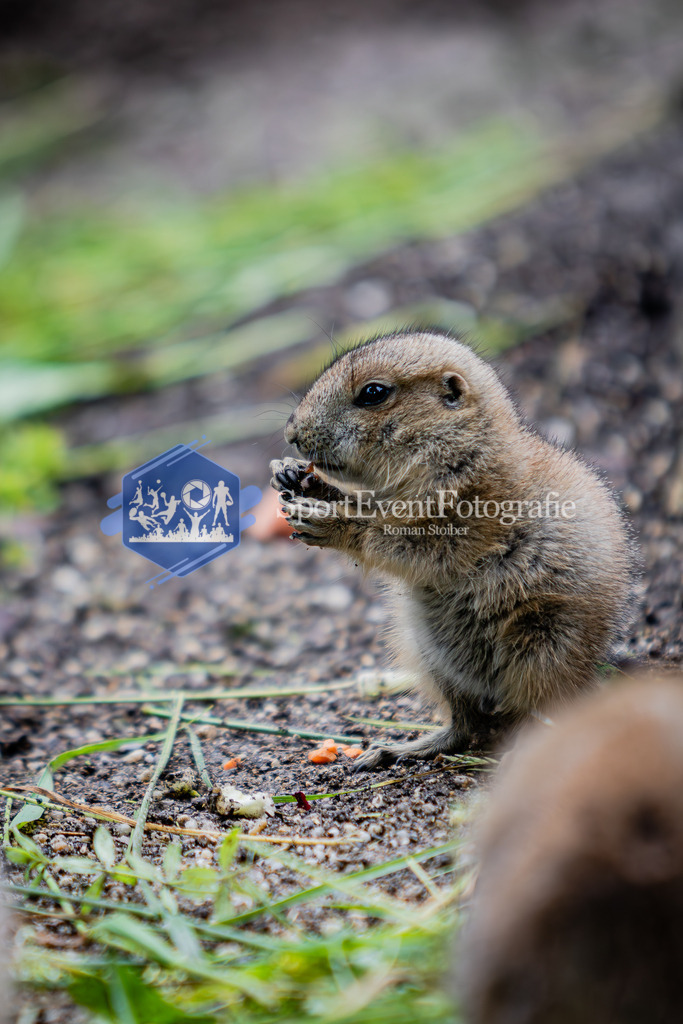 IMG_6102 | SportEventFotografie - Roman Stoiber