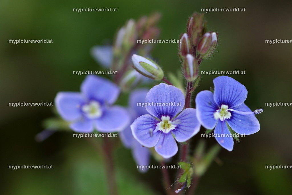 Gamander-Ehrenpreis-013 | Das Bilderarchiv über Tiere, Planzen und Landschaften. In der Bilddatenbank finden Sie ein große Auswahl an hochwertigen Bilder für Ihre Werbung - Realized with Pictrs.com