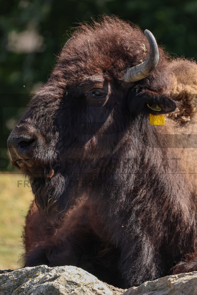 Bisons at Tierpark Herberstein // Bisons im Tierpark Herberstein | Bisons at Tierpark Herberstein in Styria, Austria. The scene shows the powerful animals in their enclosure and highlights their impressive appearance, calm presence and natural behavior in the zoo environment. // Bisons im Tierpark Herberstein in der Steiermark, Österreich. Die Szene zeigt die kraftvollen Tiere in ihrem Gehege und hebt ihr eindrucksvolles Erscheinungsbild, ihre ruhige Präsenz und ihr natürliches Verhalten im Tierpark hervor. - Realisiert mit Pictrs.com