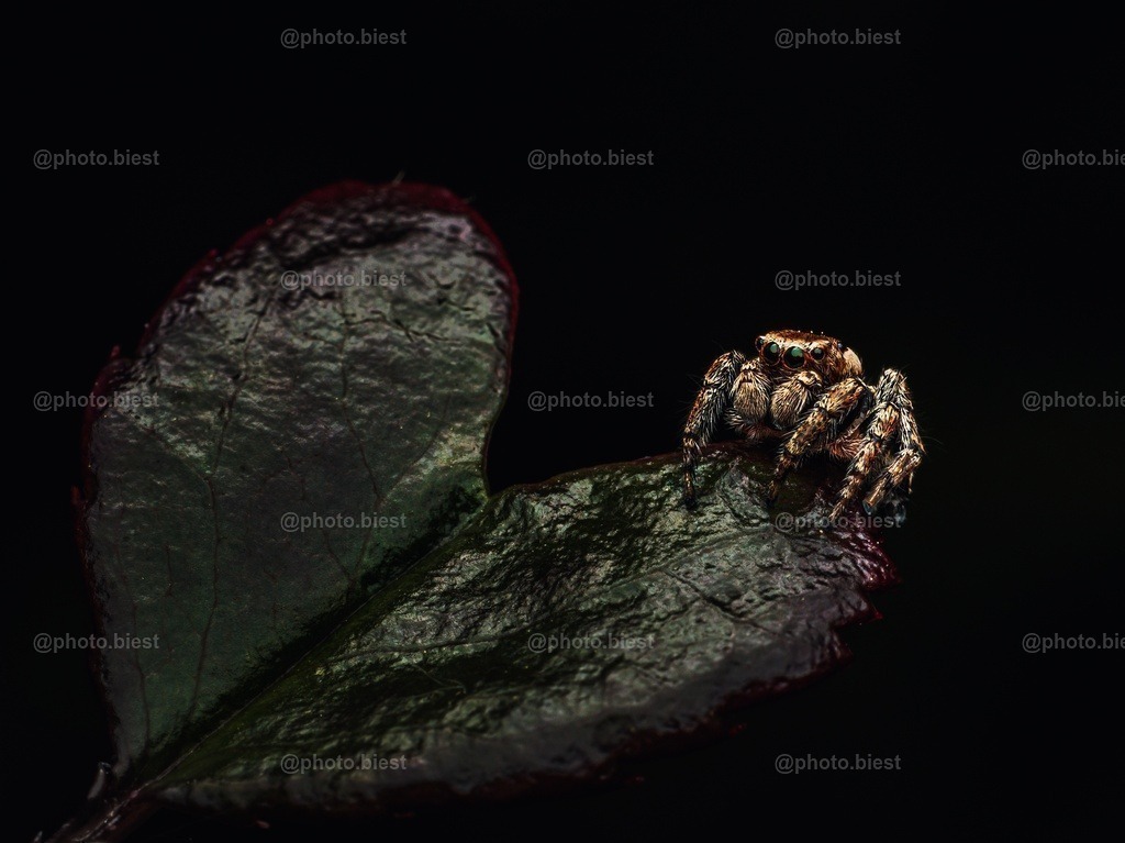 Herzilein | Eine winzigkleine Springspinne (ca. 5mm klein) auf einem herzförmigen Rosenblatt. - Realisiert mit Pictrs.com