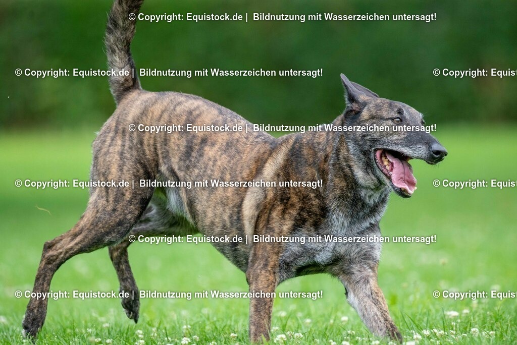 20210728_Schutzhund-in-Bewegung_0002 | Foto: Thomas Hartig