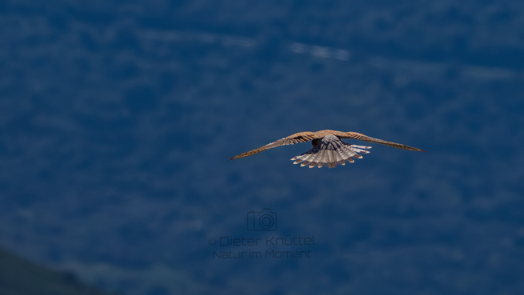 P1612756-Verbessert-RR-Bearbeitet-2023-LR | Natur im Moment - Realisiert mit Pictrs.com