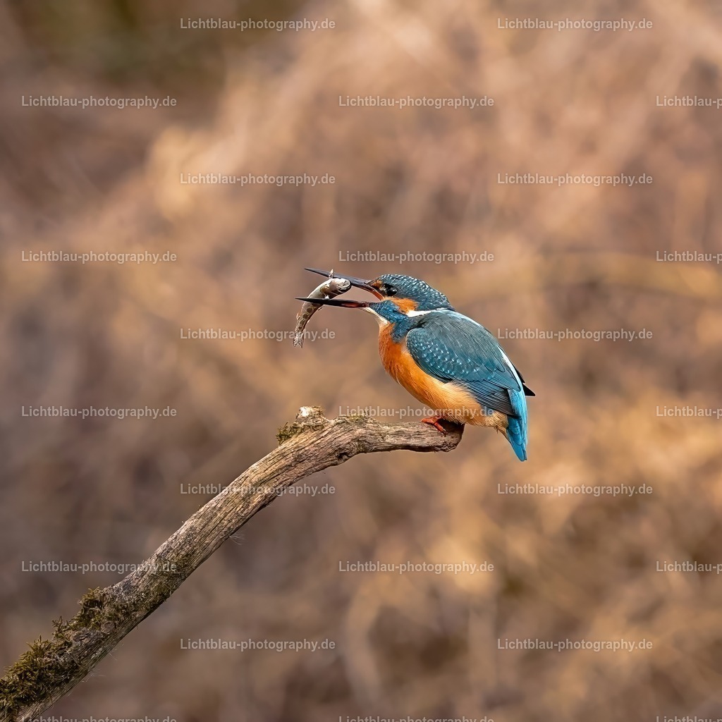 Eisvogel-20 | Hans-Bernd Lichtblau Photography. Finden Sie wunderschöne Fotografien aus Landschaft und Natur.  - Realisiert mit Pictrs.com