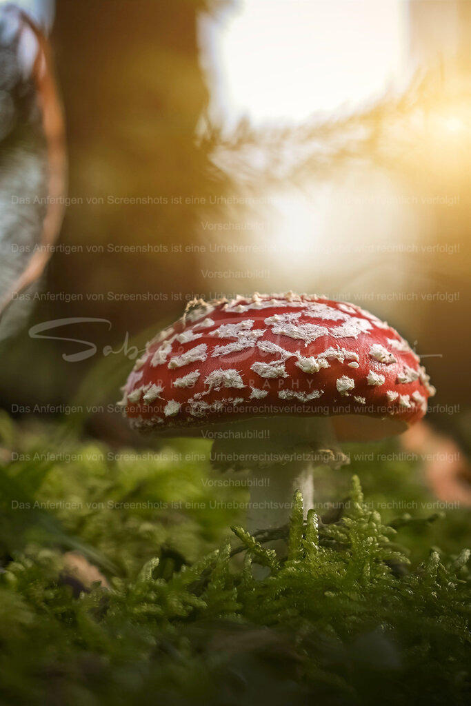 Fliegenpilz_07.11.2020_DSCF1778 | Exklusive Naturfotografie für stilvolle Wanddekoration ★ Premium Wandbilder Made in Germany ✔️ FineArt Drucke & Downloads ✔️ Brillante Farben, höchste Qualität & weltweiter Versand ✔️ - Realisiert mit Pictrs.com
