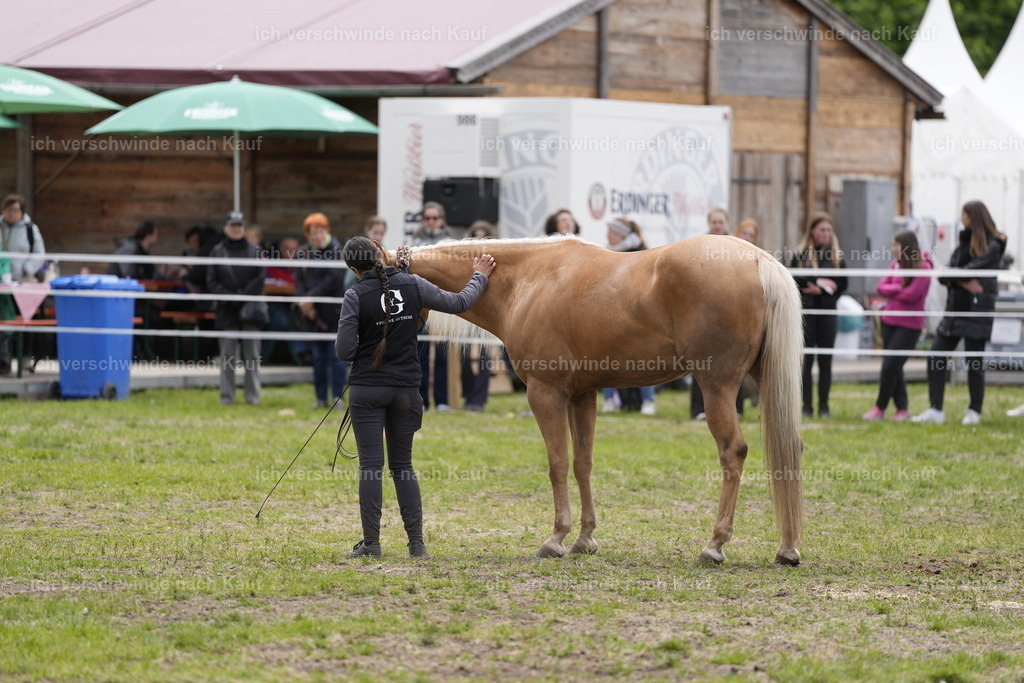 PI26_Show_BTS_StoibphotographyPI26_Show_BTS_Stoibph_DSC0999.JPG.JPG | working equitationturnier fotograf videograf stoibphotography marixx film working equitation deutschland reitsport turnierfotografie eventfotografie equestrian events