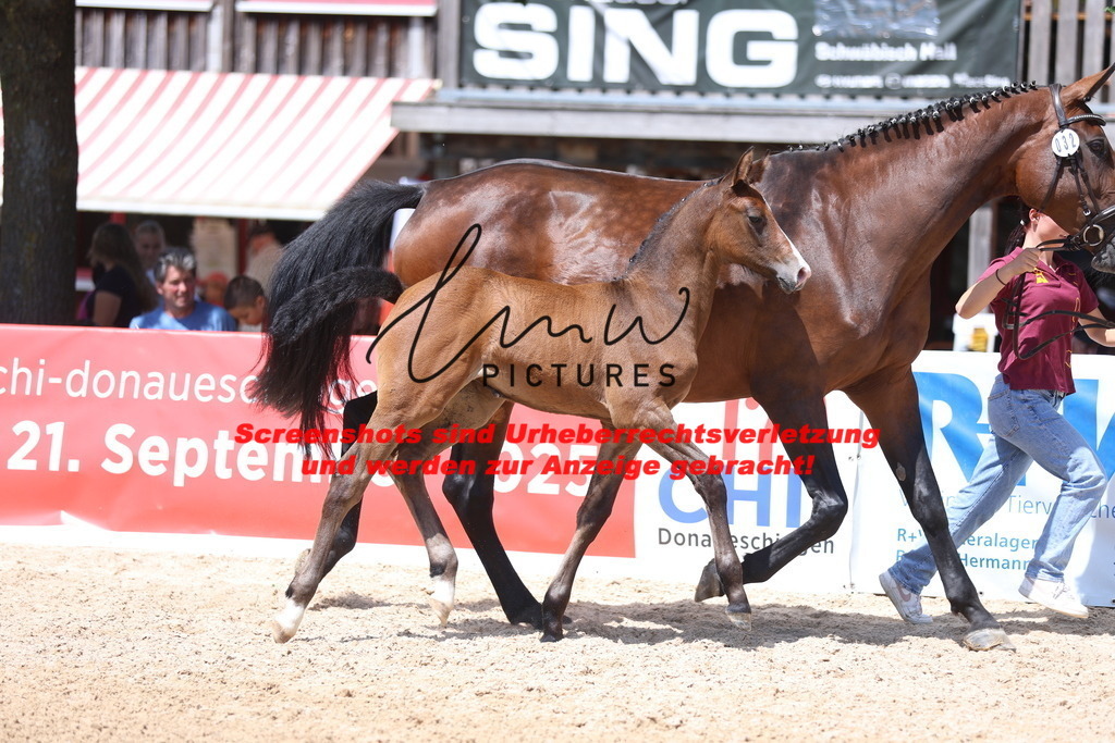 Fohlenschau_Schwäbisch_Hall_springbetonte_Fohlen_KN 32_7 | lmwpictures - Realisiert mit Pictrs.com