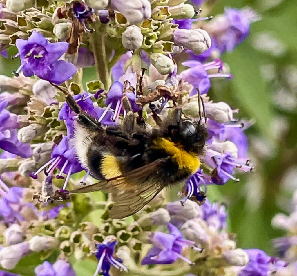 Wandbild Hummel Blüte - Modernes Lila Poster & Makro Natur Fotokunst | Dieses lebendige Botanik Wandbild bringt als hochwertiges Poster oder edler Kunstdruck eine frische, sommerliche Eleganz in deine Wohnräume. Die faszinierende Makro-Fotokunst zeigt eine detailreiche Hummel beim Bestäuben von zarten lila Blüten vor einem harmonischen Natur-Hintergrund. Als stilvolle Wanddeko passt dieses ausdrucksstarke Naturmotiv hervorragend zu modernen Einrichtungsstilen im Wohnzimmer, Schlafzimmer oder Flur. Wähle jetzt deine Wunschgröße und dein bevorzugtes Material wie Leinwand, Alu-Dibond oder Acrylglas und bestelle diesen botanischen Blickfang direkt im Shop zu dir nach Hause! - Realisiert mit Pictrs.com