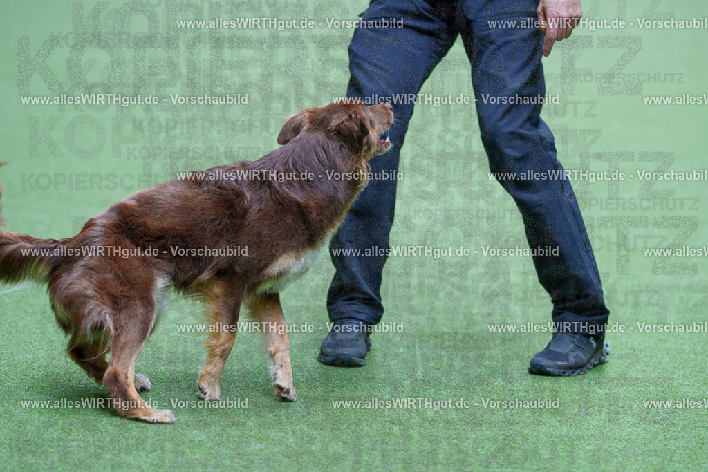 @allesWIRTHgut_Tierfotografie - www.allesWIRTHgut.de - 2604261246-7R501660 | Professionelle Tierfotografie in Mönchengladbach von Daniel Wirth (allesWIRTHgut). Liebevolle & natürliche Bilder von Hunden & Katzen für unvergessliche Erinnerungen.