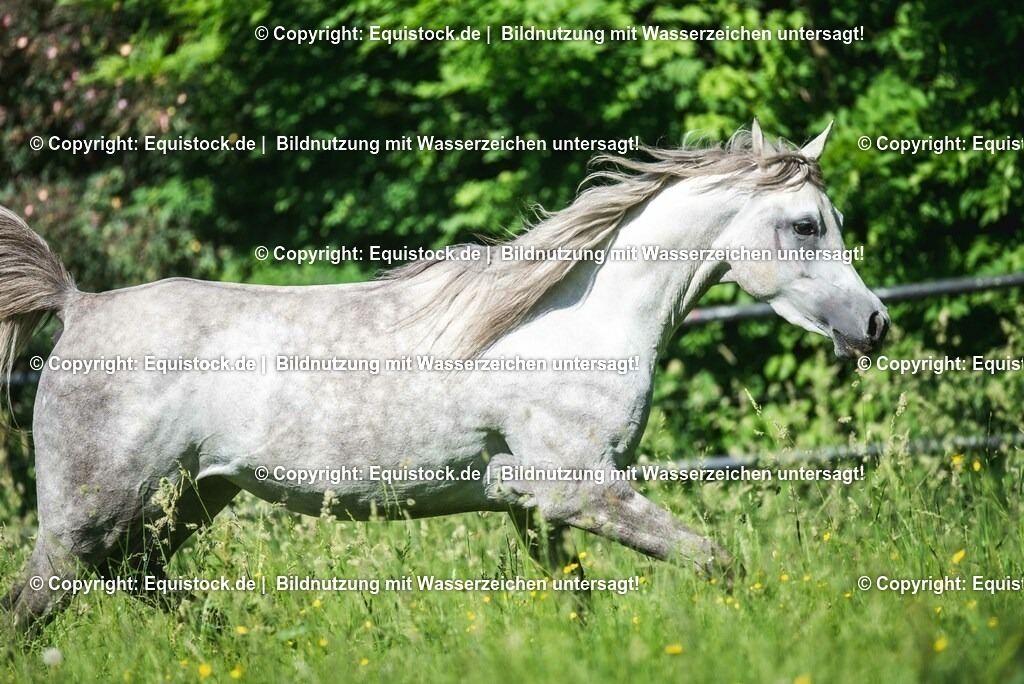 20210617_Araber_Marbach_Koppel_0102 | Foto: Thomas Hartig