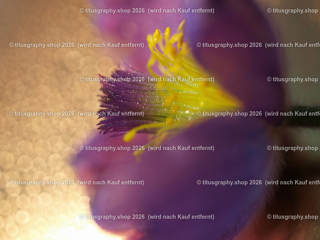 titusgraphy_P5217026-vz-ln | titusgraphy-shop: Geschenkideen mit Qualitätsfotos. titusgraphy-shop: gift ideas with quality photos. titusgraphy-shop: idées cadeaux avec photos de qualité.  - Realisiert mit Pictrs.com