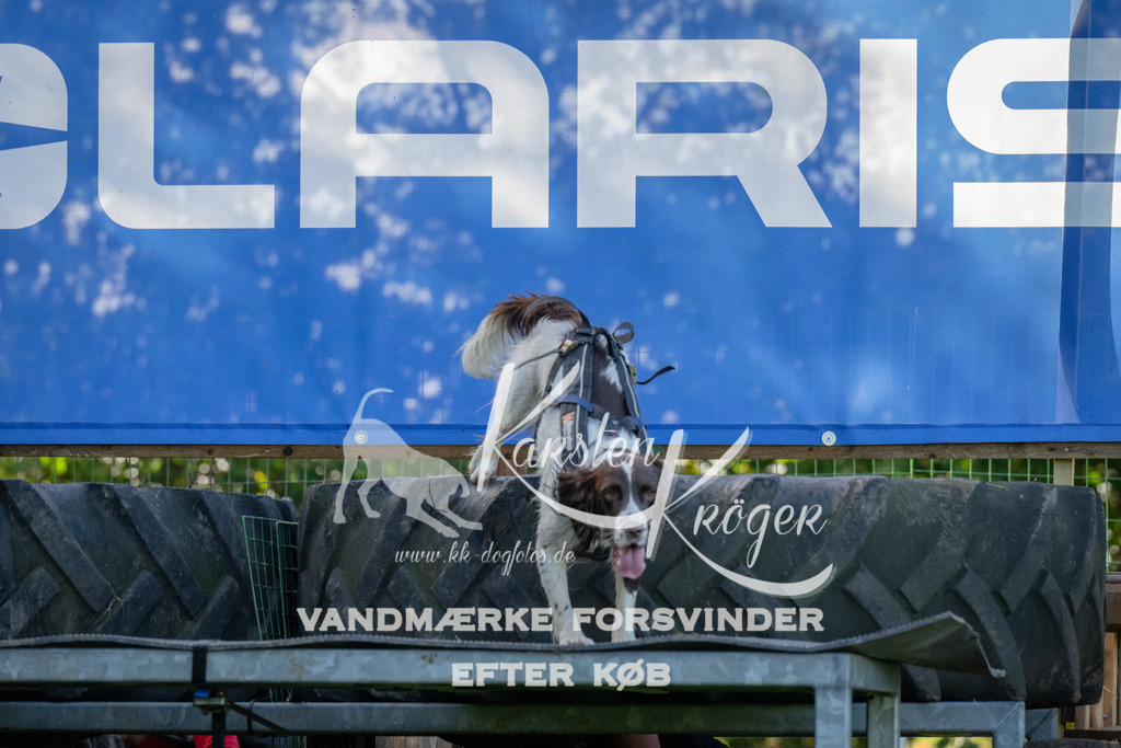 1129-92097 | kk-dogfotos