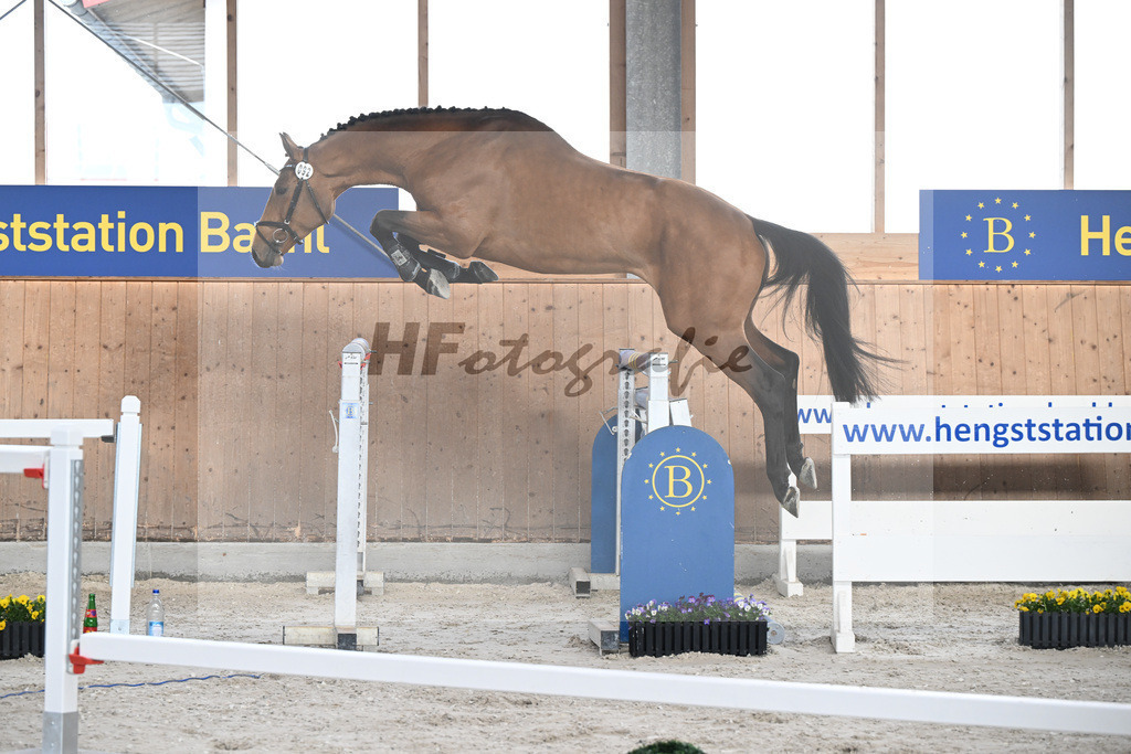 Kat-Nr. 92 C-Simba v. Camargo_Juenger GbR_5250605 | hf-fotografie - Realisiert mit Pictrs.com