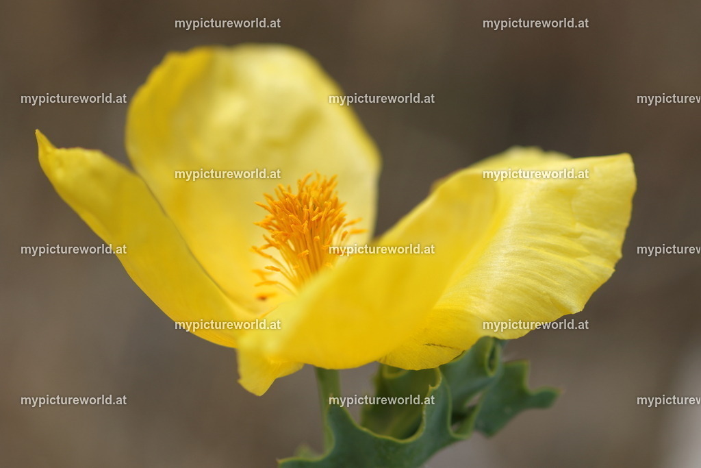 Gelber Hornmohn-001 | Das Bilderarchiv über Tiere, Planzen und Landschaften. In der Bilddatenbank finden Sie ein große Auswahl an hochwertigen Bilder für Ihre Werbung - Realized with Pictrs.com