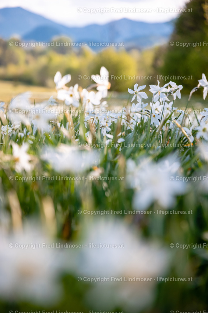 Narzissenblute 03062021-5643 | Fotos und Fotoprodukte - Realisiert mit Pictrs.com