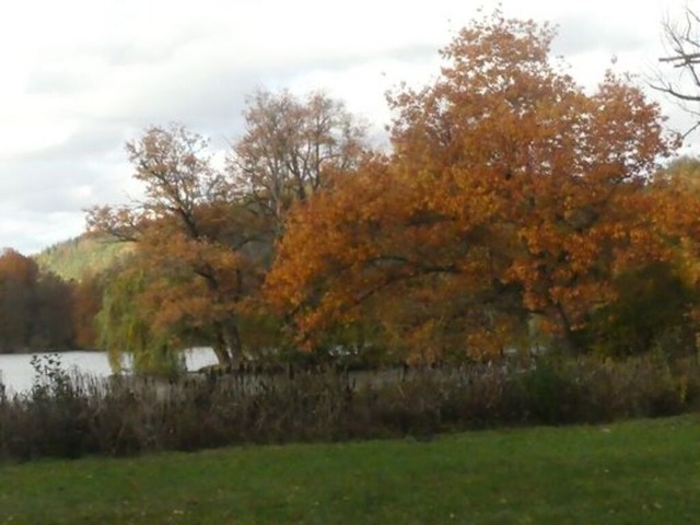herbststimmung-im-greizer-park | Verkauf von Fotos und  Videoclips zumThema Natur.Motive sind Pflanzen, Tiere, Landschaftenund Wetter - Realisiert mit Pictrs.com