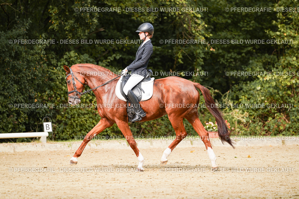 DSC03495 | Pferdegrafie