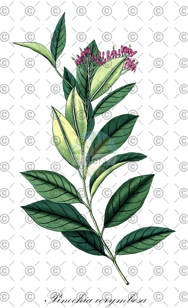 HistAbb_wfo-0000481648_1_ENZY_Simple | Historische Abbildung von Pinochia corymbosa - Apocynaceae | Historical Illustration of Pinochia corymbosa - Apocynaceae