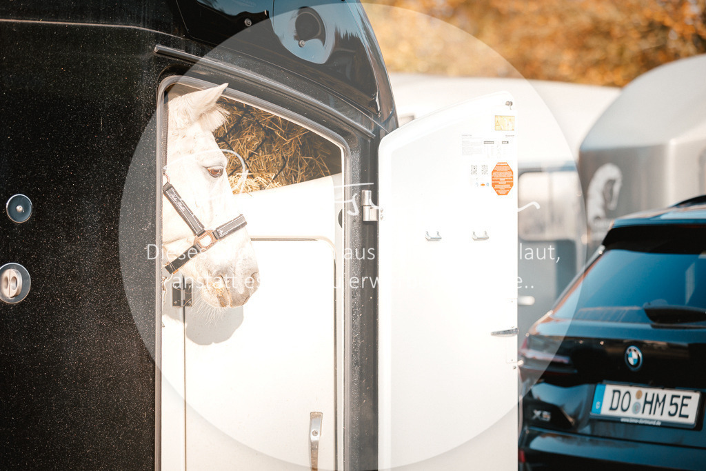 3I6A1582 | Stimmungsvolle Portraits und Reitsportfotografie im Ruhrgebiet und im Münsterland.

Pferdefotografie, Hundefotografie, Tierfotografie, Reportagen, Portraits von Tier und Mensch, Turnierfotografie in Bochum, Recklinghausen, Marl, Haltern am See, Dülmen.. - Realisiert mit Pictrs.com