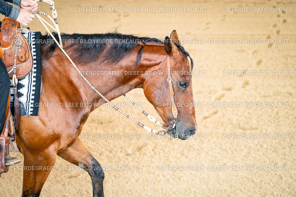 DSC01686 | Pferdegrafie