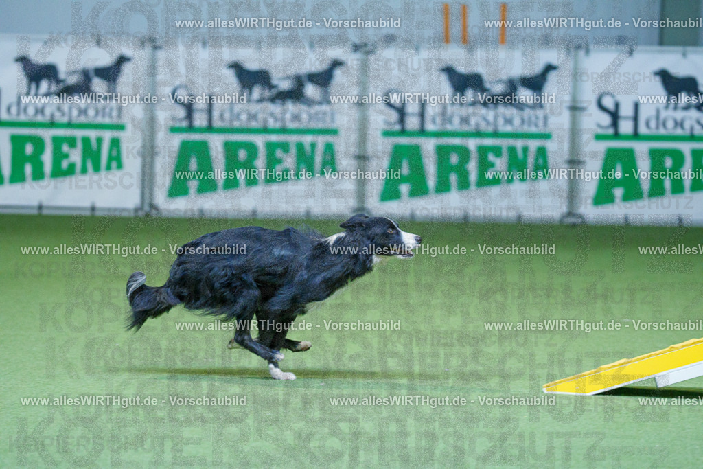 @allesWIRTHgut_Tierfotografie - www.allesWIRTHgut.de - 2604260809-7R506738 | Professionelle Tierfotografie in Mönchengladbach von Daniel Wirth (allesWIRTHgut). Liebevolle & natürliche Bilder von Hunden & Katzen für unvergessliche Erinnerungen.