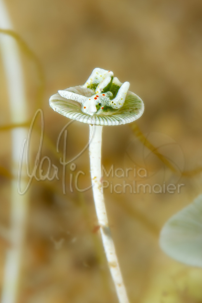 Elysia timida | nudibranch / Nudibranquio / Nacktschnecke - Realisiert mit Pictrs.com