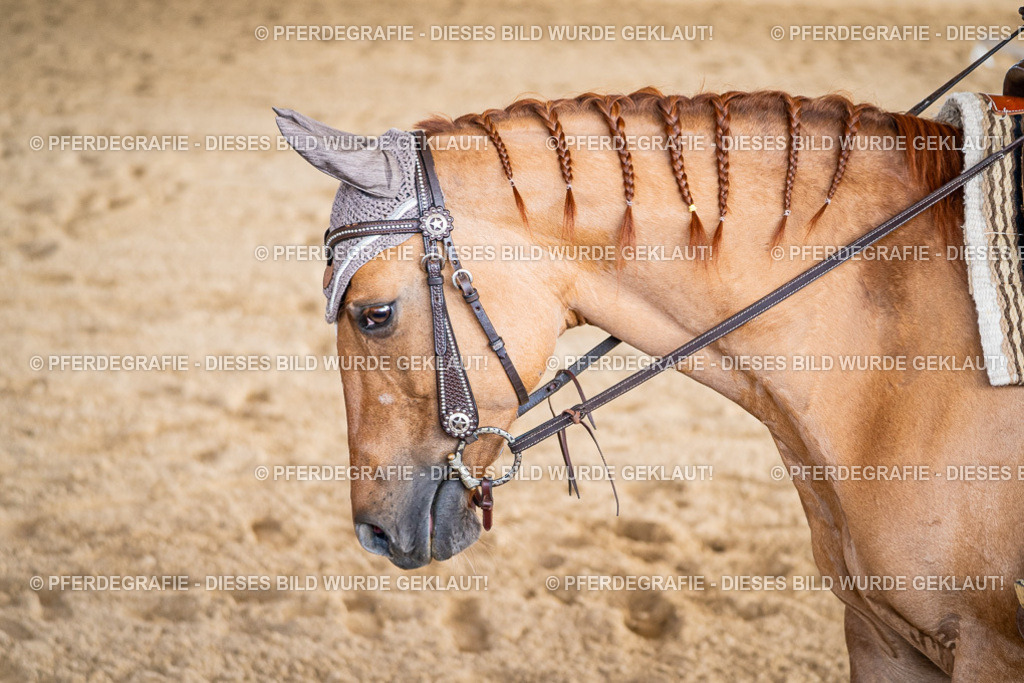 DSC08882 | Pferdegrafie