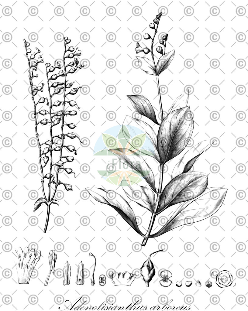 HistAbb_wfo-0000520226_1_ENZY_Simple | Historische Abbildung von Adenolisianthus arboreus - Gentianaceae | Historical Illustration of Adenolisianthus arboreus - Gentianaceae