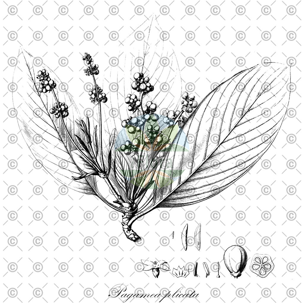 HistAbb_wfo-0000779410_2_ENZY_Simple | Historische Abbildung von Pagamea plicata - Rubiaceae | Historical Illustration of Pagamea plicata - Rubiaceae