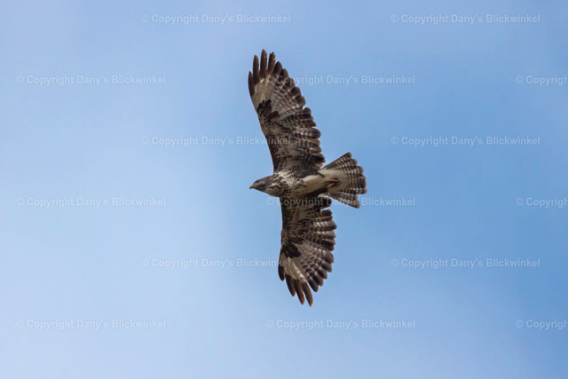 2022151 | Tierfotografie, Tierkalender, Tierbilder, Insekten, Spinnen, Vögel, Schmetterling, Libellen, Leinwand, Colorkey, Qualität, Geschenkartikel, Geschenk - Realisiert mit Pictrs.com