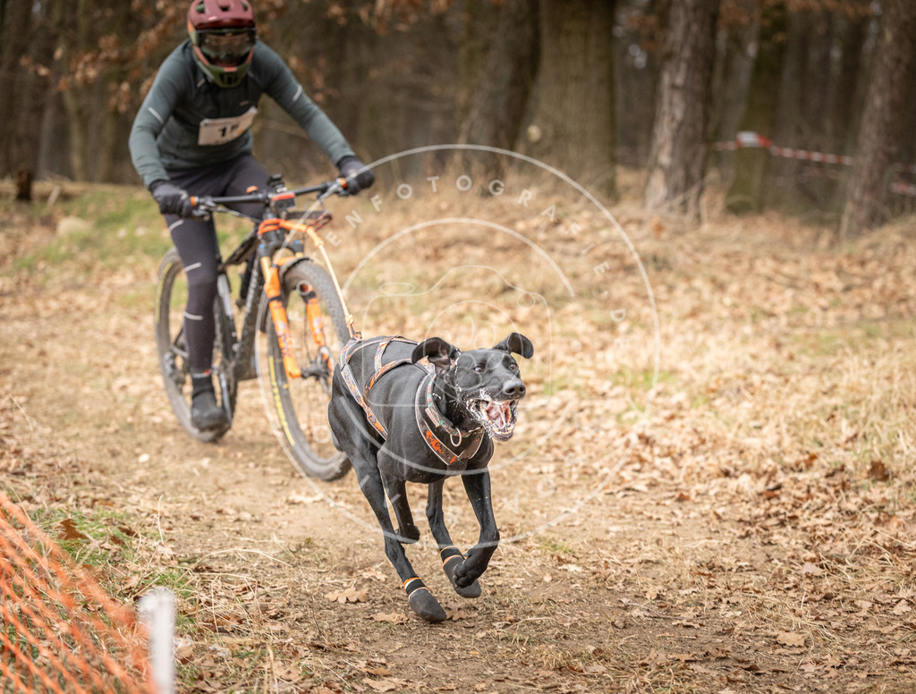 Pfotenfotografie_DV3A2719 | Hundefotografie, Tierfotograf, Pfotenfotografie, Fotoshooting Hund, Hunde Portrait, Hundesport, Hundeportraits, Heideshooting, Hunde, Sportfotograf, Hundefotograf, Turnierhundsport, THS,  - Realisiert mit Pictrs.com