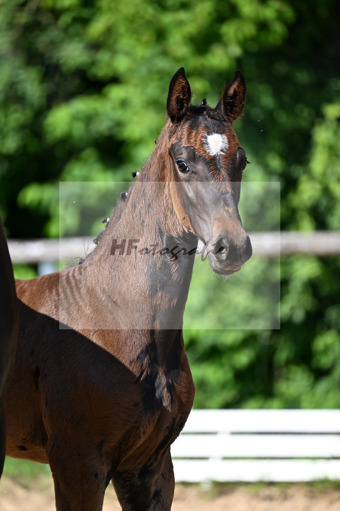 Kat-Nr. 20 Bon Bolero x Belissimo M_SF_Ehrle_16250060 | hf-fotografie - Realizzato con Pictrs.com