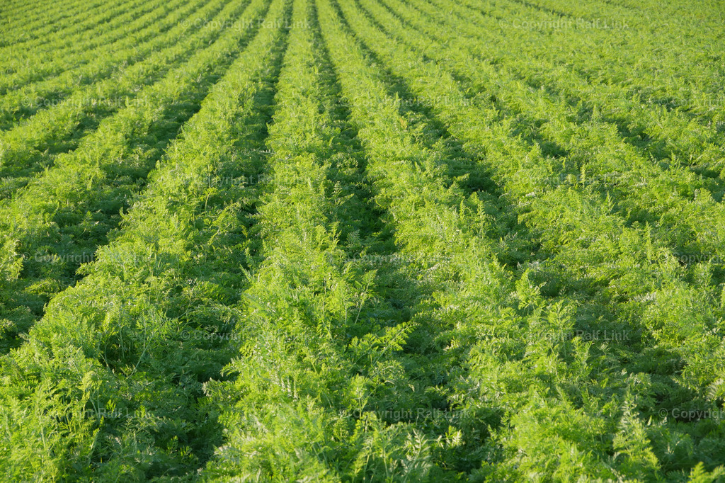 grün_02 | Stockfotos, Fotos mit Miniaturfiguren und kreativen Ideen. Dabei auch vieles aus der Metropolregion Rhein-Neckar. 