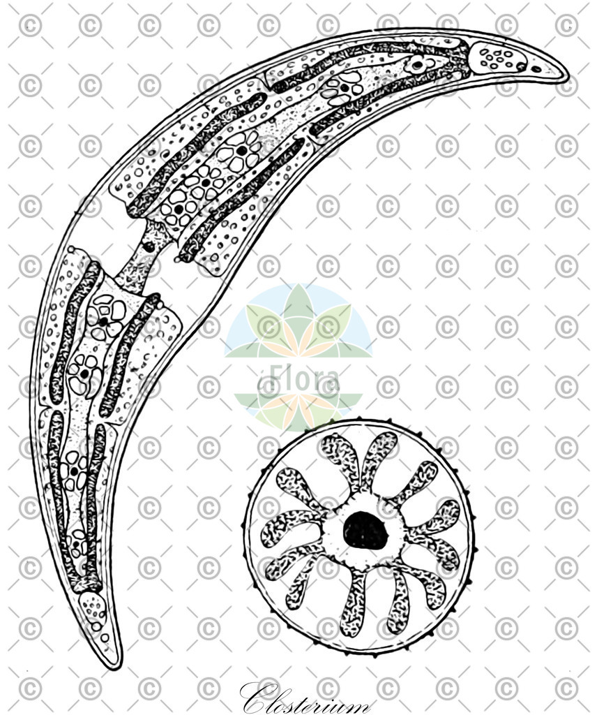HistAbb_3R7G_4_ENZY_Simple | Historische Abbildung von Closterium - Closteriaceae (0) | Historical Illustration of Closterium - Closteriaceae (0)