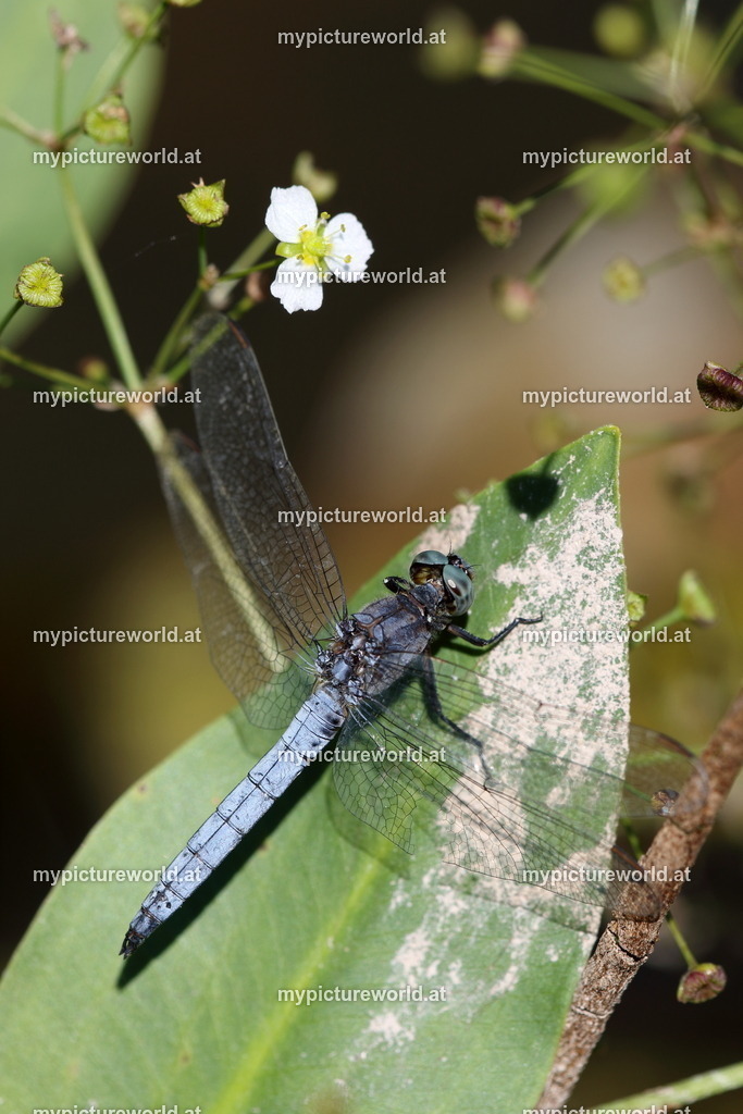 Südlicher Blaupfeil-020 | Das Bilderarchiv über Tiere, Planzen und Landschaften. In der Bilddatenbank finden Sie ein große Auswahl an hochwertigen Bilder für Ihre Werbung - Realisiert mit Pictrs.com