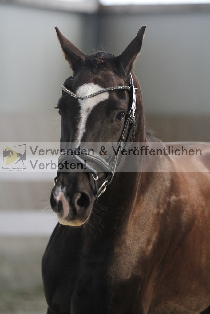 _MG_9628 | equestrian-live-com