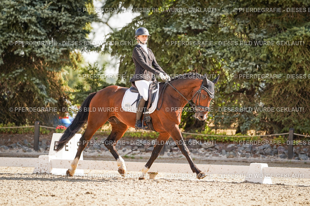 DSC00436 | Pferdegrafie