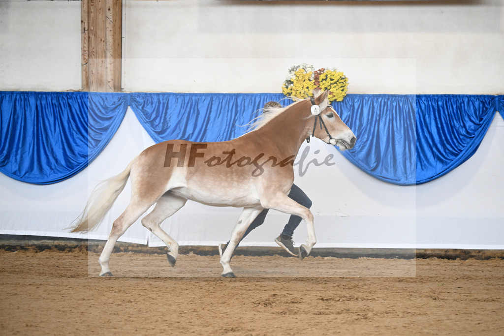 Bl. Band Kat-Nr. 4 Lavanna KF v. Stubenkoenig_Karsten_48251257 | hf-fotografie - Realisiert mit Pictrs.com