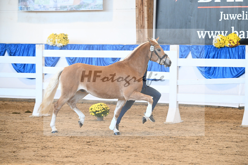 Kat-Nr. 23 Maverick v. Manu_Lechner_48250453 | hf-fotografie - Realisiert mit Pictrs.com