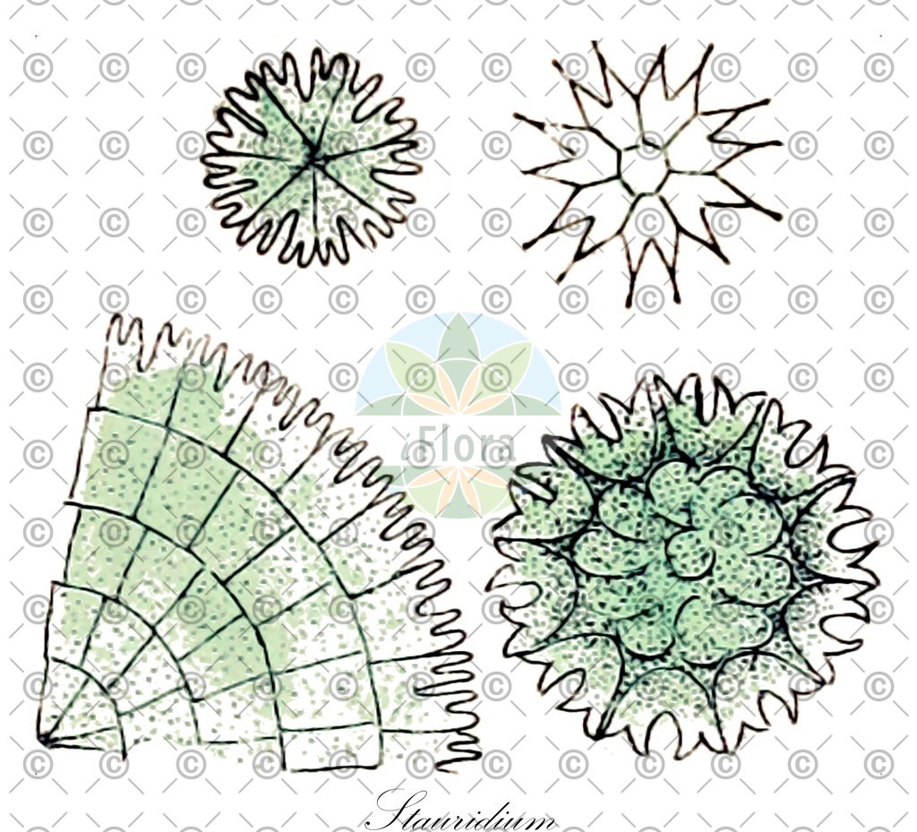 HistAbb_7M2K_1_ENZY_Simple | Historische Abbildung von Stauridium - Hydrodictyaceae (0) | Historical Illustration of Stauridium - Hydrodictyaceae (0)