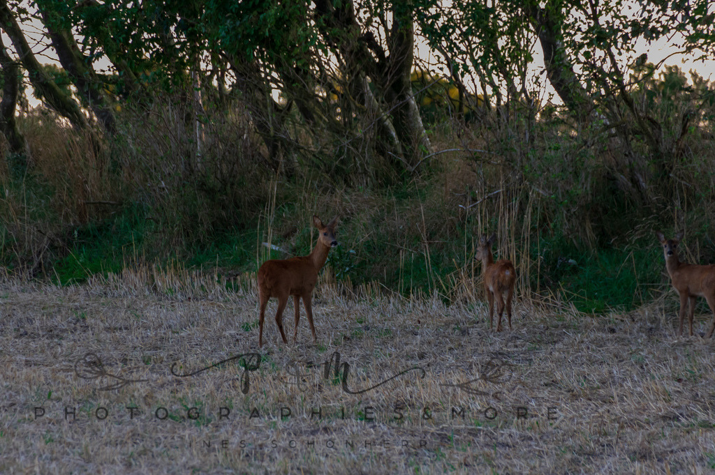 IMGP0487 | Naturpark Thy - Realisiert mit Pictrs.com