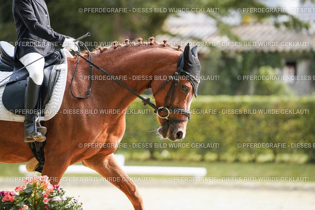 DSC04773 | Pferdegrafie