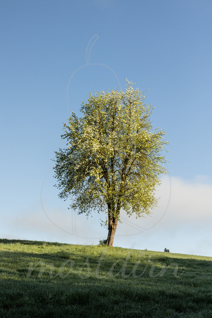 Birnbaum | Ihre Fotografin im Lungau, ihre Fotografin im Mostviertel, Wandbilder Onlineshop, Imagefotos für Ihr Unternehmen,  - Realisiert mit Pictrs.com