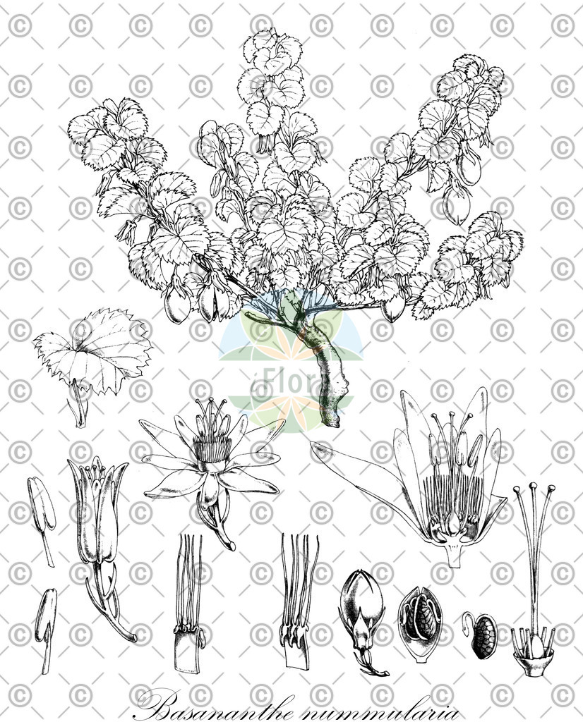 HistAbb_wfo-0000823202_1_ENZY_Simple | Historische Abbildung von Basananthe nummularia - Passifloraceae | Historical Illustration of Basananthe nummularia - Passifloraceae