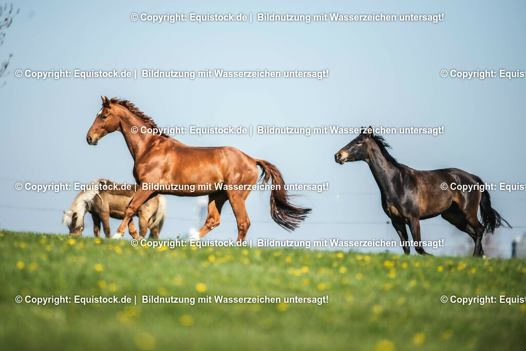20210426_Pferd-auf-Koppel_0019 | equistock