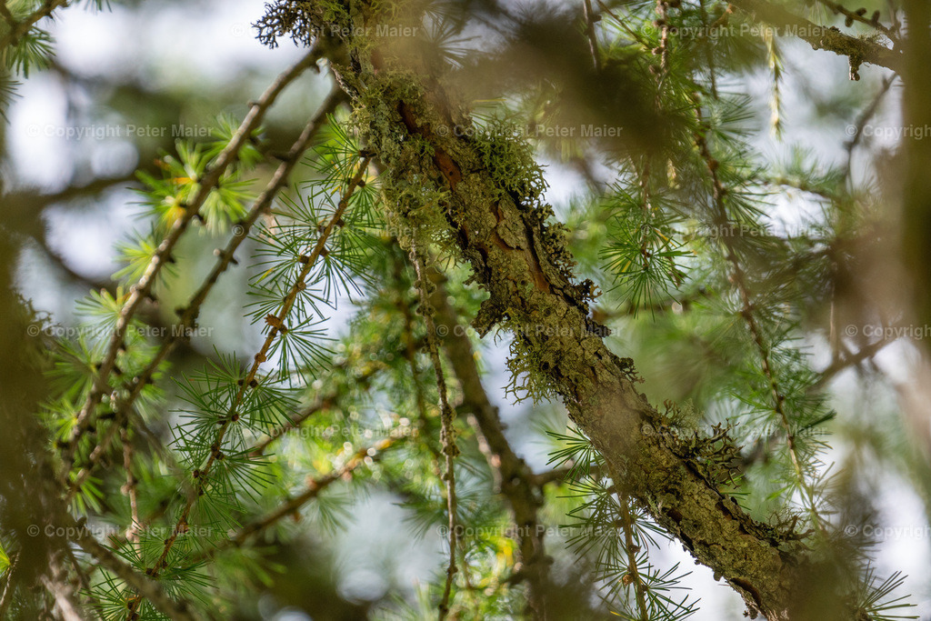 Divers_Erlebnisraum_Wald_23_Peter_Maier-467 | piet_flosse