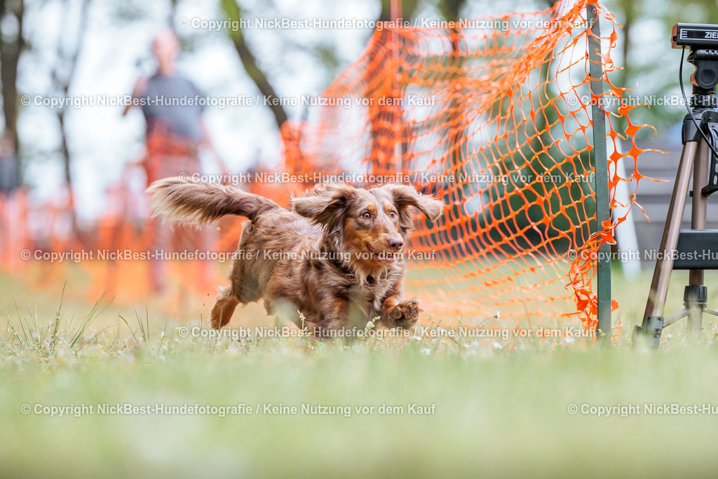 Sage Hunderennen Frühlingsfest-2026-Nickbest-Hundefotografie-0777 | Dein Hund! Dein Moment! Deine Erinnerungen! Hundefotografie in Bremen Blumenthal. Ich fange die besonderen Momente deines Vierbeiners ein – ob Indoor mit Blitzanlage oder in der freien Natur. Sicher dir dein Moment und dein Termin für eure Erinnerungen.