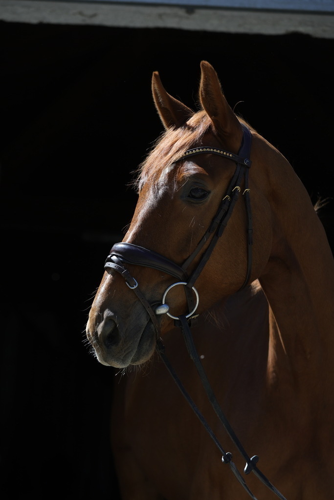 0P6A8742 | Willkommen bei Brunnmayr - Design & Fotografie – Ihrem Spezialisten für Reitturniere und Pferdeveranstaltungen in Oberösterreich, Salzburg und Bayern! Seit über 17 Jahren sind wir leidenschaftlich dabei.