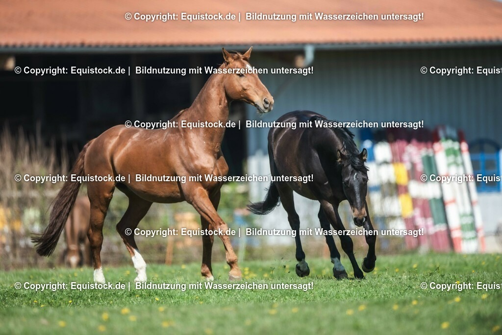 20210426_Pferd-auf-Koppel_0042 | equistock