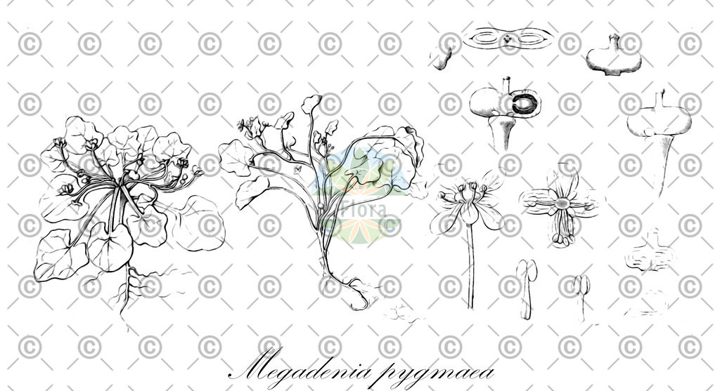 HistAbb_wfo-0001045269_1_ENZY_Simple | Historische Abbildung von Megadenia pygmaea - Brassicaceae | Historical Illustration of Megadenia pygmaea - Brassicaceae